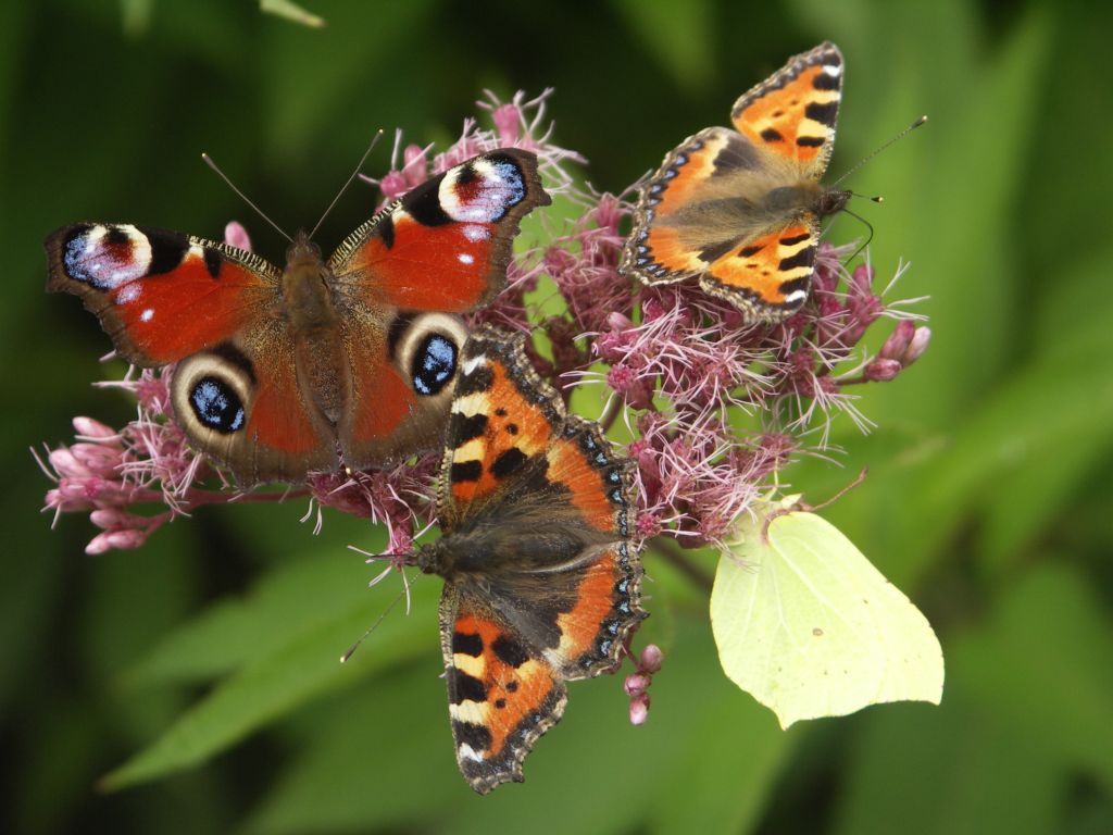 Fyra fjärilar på samma  blomma visar vilken dragningskraft den har!